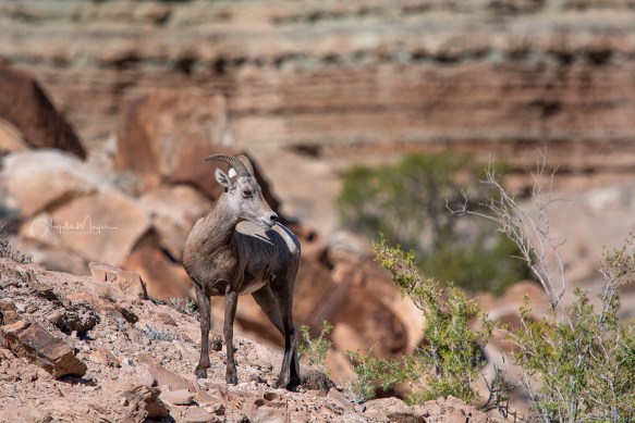 Big Horn Sheep_DS19378_WEB