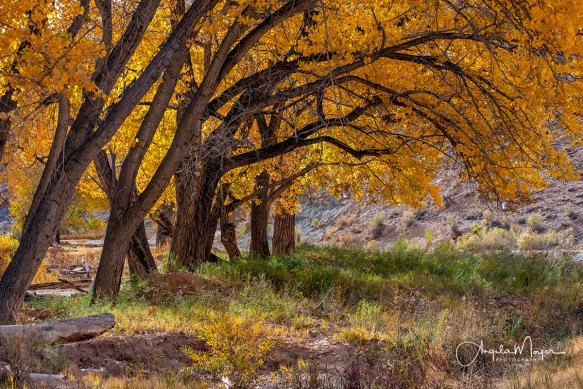 Cottonwood Canopy_DSC8307-Edit_WEB