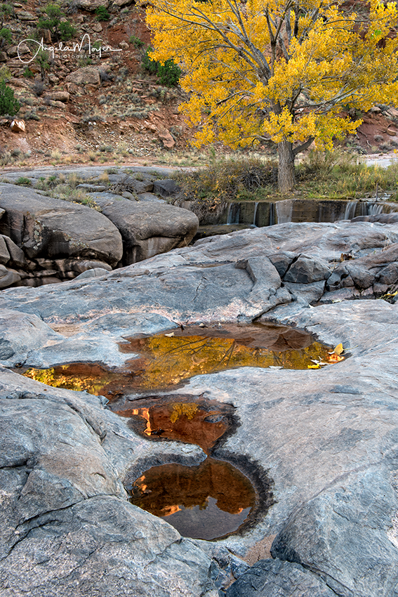 Cottonwood Reflection Dominguez II_DSC7889_WEB