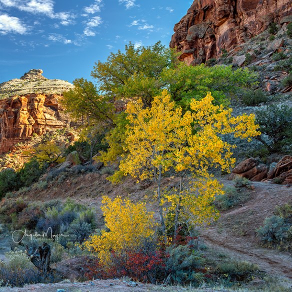 Cottonwoods Trees Dominguez Trail _DSC7855_WEB