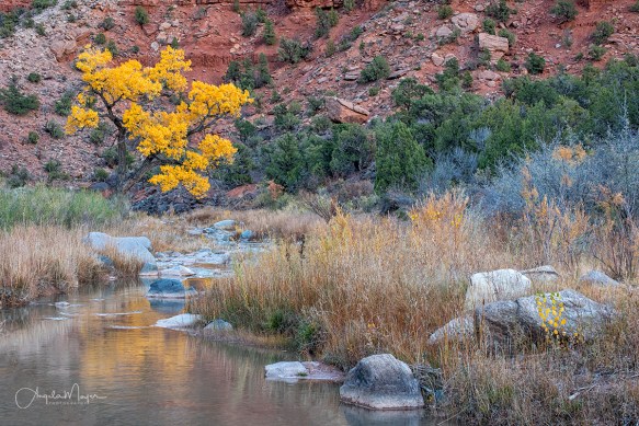Escalante Cottonwood River_DSC8289_WEB