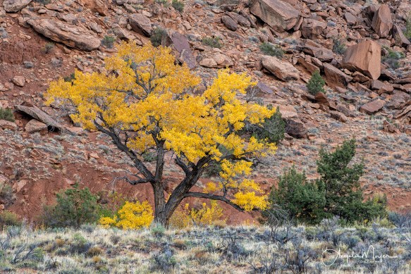 Golden Cottonwood Dominguez_DSC7981_WEB