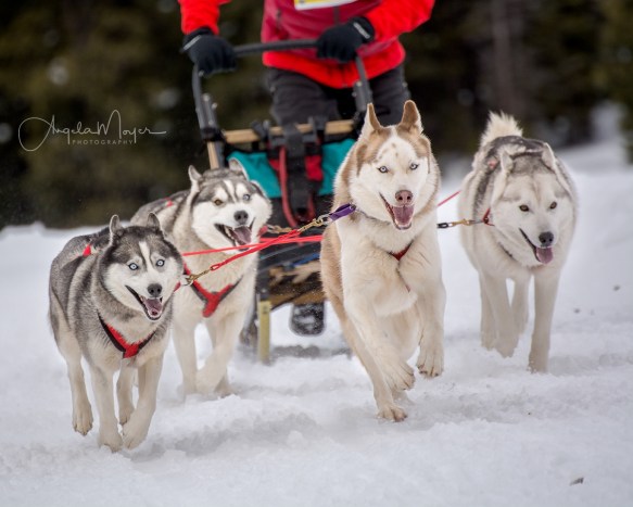 sled dogs_web