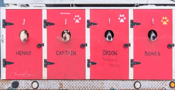 Doggies in Truck_NIK1003_WEB