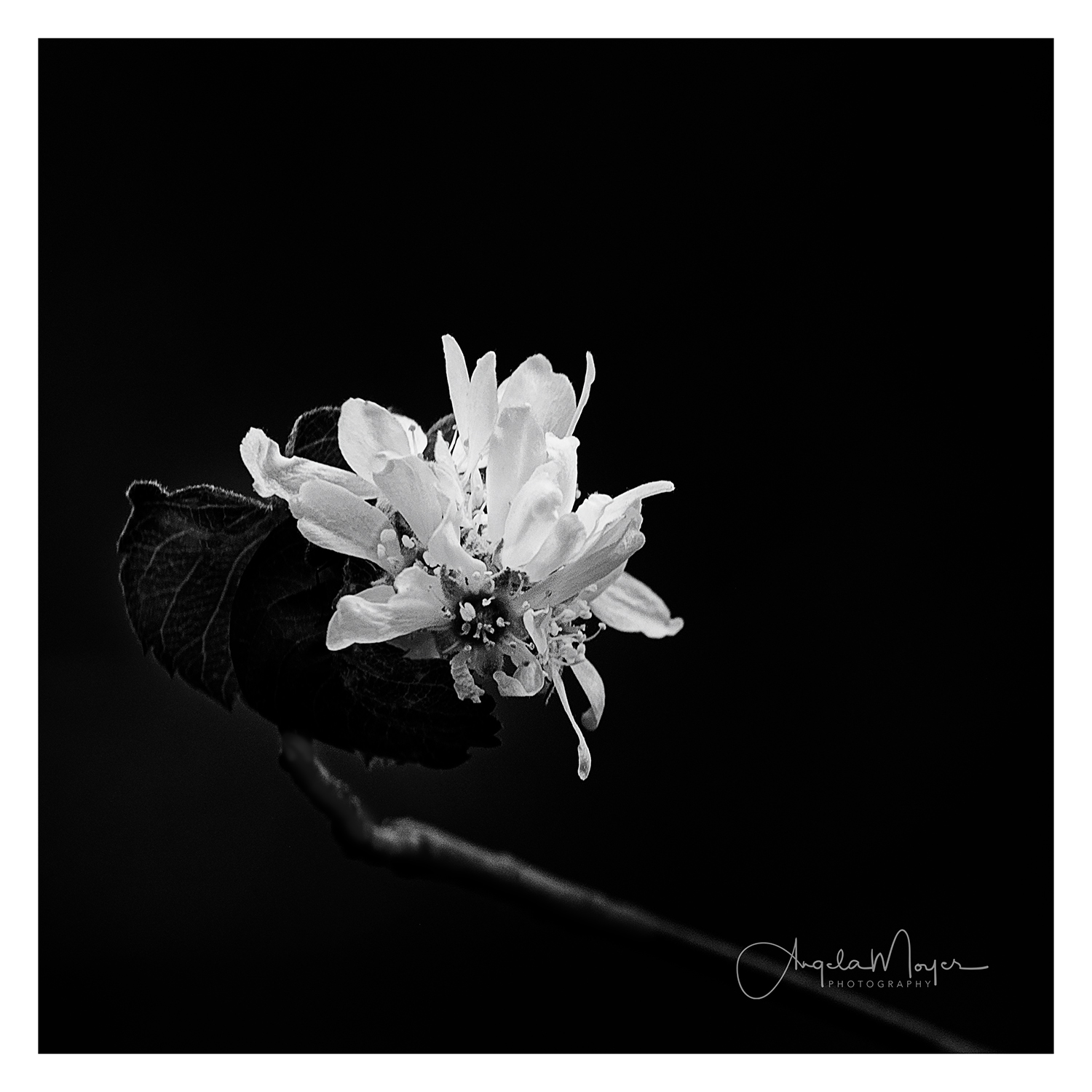 Flower B&amp;W square_DSC4108-2-Edit_WEB