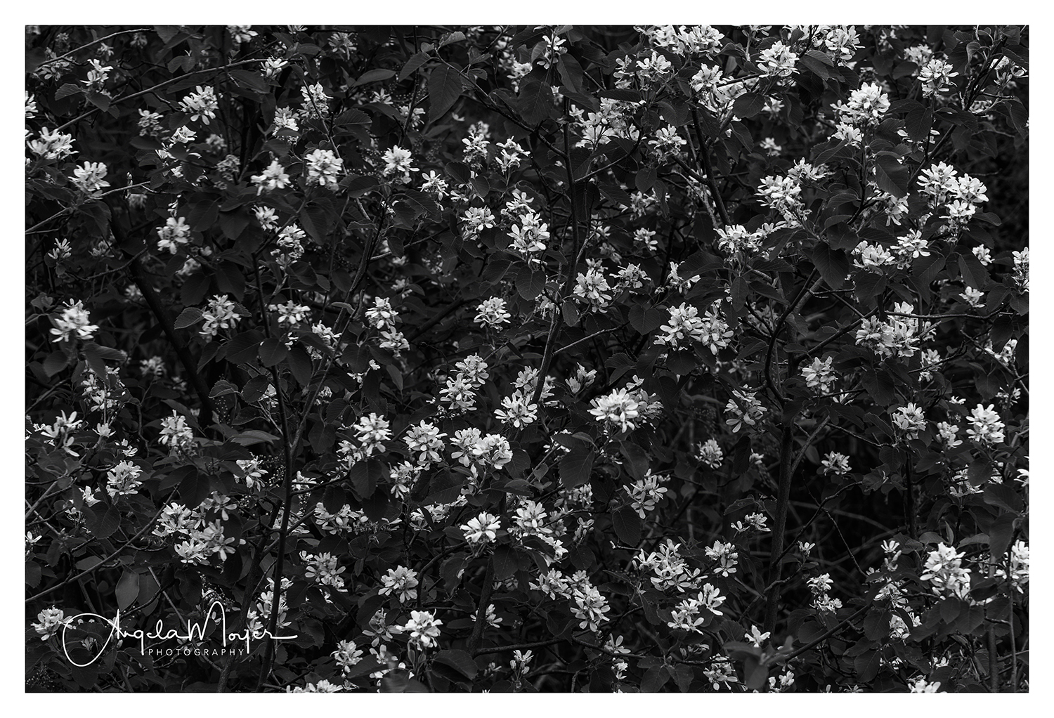 Flower Cluster_DSC4213-2_WEB
