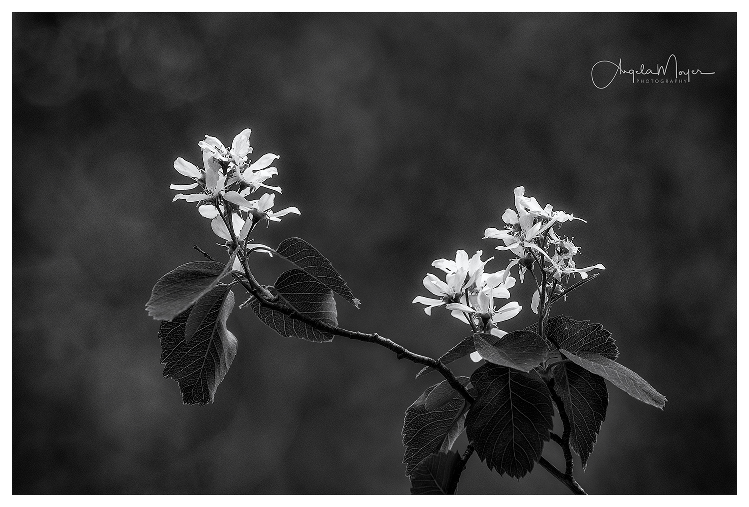 Flowers B&amp;W_DSC4190-2_WEB